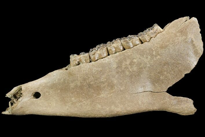 Fossil Horse (Equus) Jaw - River Rhine, Germany #125987